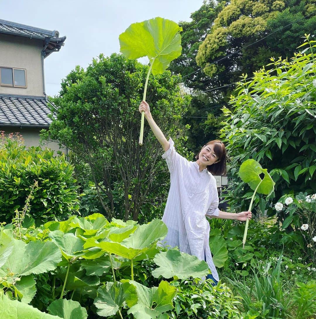 川瀬良子のインスタグラム：「フキ〜！！！！！  この大きさ！！ 植物の力って、すごいですよね〜🤩👏🏻👏🏻👏🏻  #静岡県 #沼津市 #家庭菜園 #フキ #収穫  ※5月上旬の写真です😆」