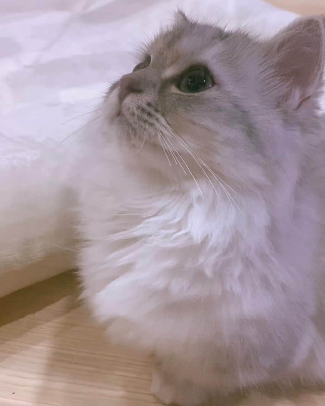 飯田将成さんのインスタグラム写真 - (飯田将成Instagram)「おはよ🐱  #猫 #ねこ #cat」5月27日 9時45分 - masanariiida