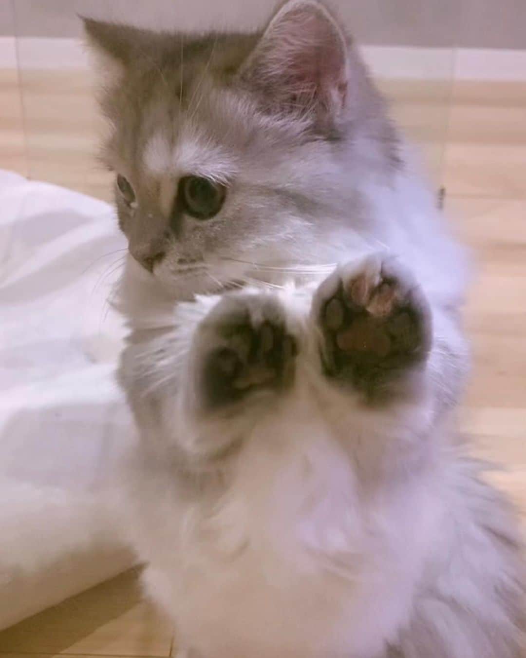 飯田将成さんのインスタグラム写真 - (飯田将成Instagram)「おはよ🐱  #猫 #ねこ #cat」5月27日 9時45分 - masanariiida