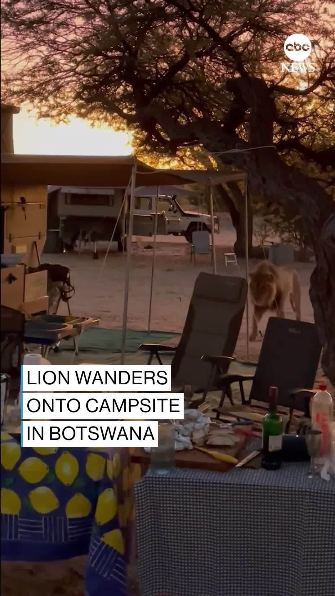 ABC Newsのインスタグラム：「If there's a lesson to be learned from this large lion wandering onto a family's campsite in Botswana, it's that a cat — big or small — will knock any object it finds off a table.」