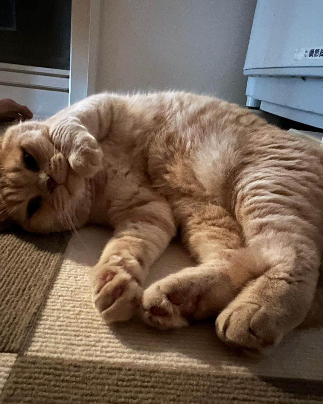 赤西涼のインスタグラム：「おはぷに😊 ちょっと時間に余裕があるのでらいちゃんとまったり🐱 浅草ロック座7日目もよろしくお願いします🥰」