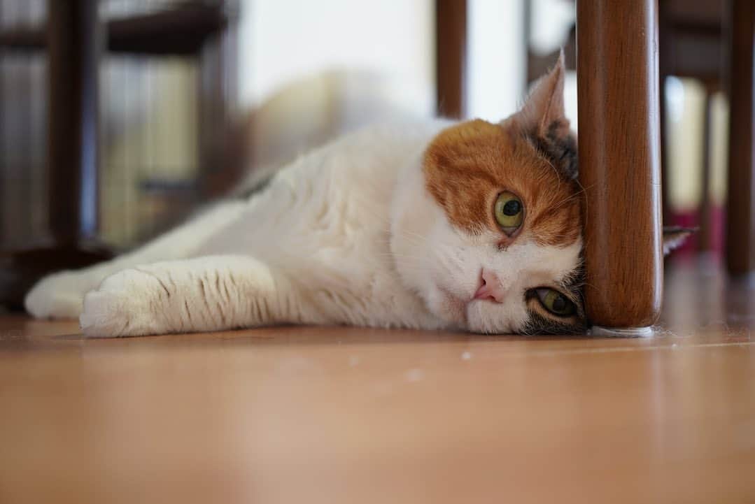 みかんさんのインスタグラム写真 - (みかんInstagram)「.  頭ズリズリ  #変顔 #みかん #cat #catstagram」5月27日 10時40分 - aja.ri