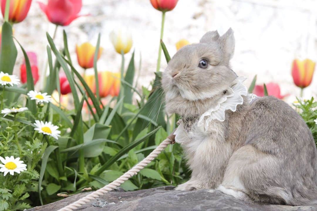yun.ゆんさんのインスタグラム写真 - (yun.ゆんInstagram)「sugar.🫧 おはようございます🌷🌼  今年の春の公園のシュガー。 最後はコットンが ビシッと😂 写り込みました。💭  ♪ ♪  ♪  #がんばれ #負けないで  #うさぎ#ウサギ#ネザーランドドワーフ#ZIP写真部#ふわもこ部#多頭飼い #rabbits#rabbitsofinstagram #rabbitstagram #petstagram #instapet#cutepetclub #instarabbit  #bunnylove #lapin #pecotv #WeeklyFluff #netherlanddwarf #ルピナスラビトリー #lupinus_rabbitry #シュガーくん #トラピロビハーネス」5月27日 11時02分 - march.lemon