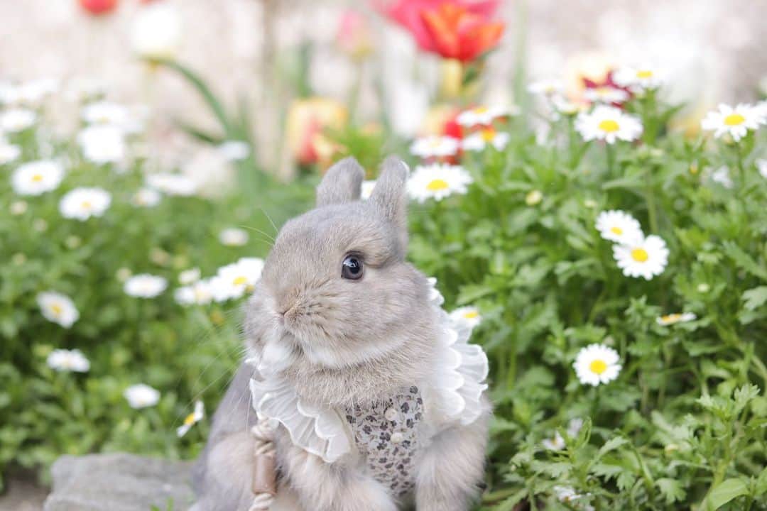 yun.ゆんさんのインスタグラム写真 - (yun.ゆんInstagram)「sugar.🫧 おはようございます🌷🌼  今年の春の公園のシュガー。 最後はコットンが ビシッと😂 写り込みました。💭  ♪ ♪  ♪  #がんばれ #負けないで  #うさぎ#ウサギ#ネザーランドドワーフ#ZIP写真部#ふわもこ部#多頭飼い #rabbits#rabbitsofinstagram #rabbitstagram #petstagram #instapet#cutepetclub #instarabbit  #bunnylove #lapin #pecotv #WeeklyFluff #netherlanddwarf #ルピナスラビトリー #lupinus_rabbitry #シュガーくん #トラピロビハーネス」5月27日 11時02分 - march.lemon