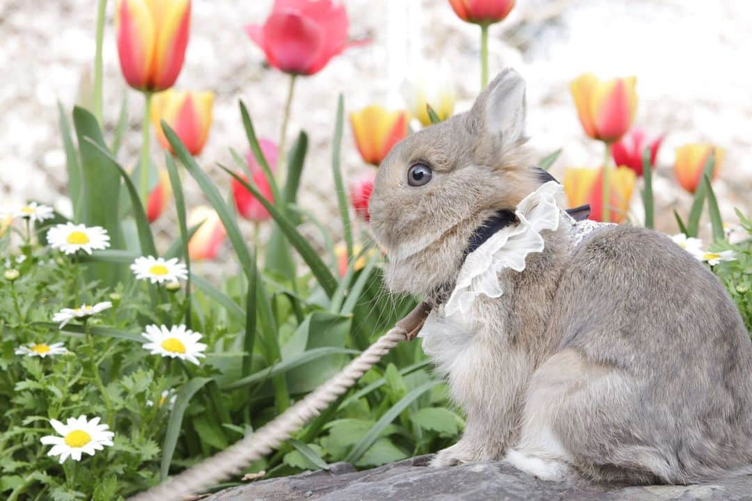 yun.ゆんさんのインスタグラム写真 - (yun.ゆんInstagram)「sugar.🫧 おはようございます🌷🌼  今年の春の公園のシュガー。 最後はコットンが ビシッと😂 写り込みました。💭  ♪ ♪  ♪  #がんばれ #負けないで  #うさぎ#ウサギ#ネザーランドドワーフ#ZIP写真部#ふわもこ部#多頭飼い #rabbits#rabbitsofinstagram #rabbitstagram #petstagram #instapet#cutepetclub #instarabbit  #bunnylove #lapin #pecotv #WeeklyFluff #netherlanddwarf #ルピナスラビトリー #lupinus_rabbitry #シュガーくん #トラピロビハーネス」5月27日 11時02分 - march.lemon