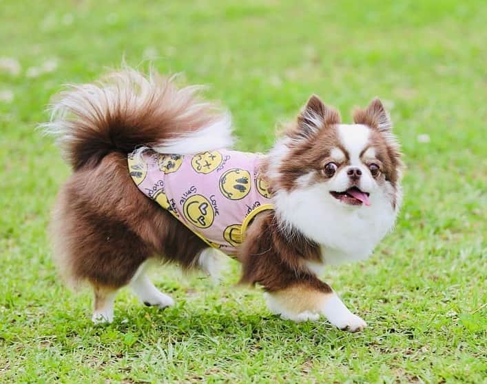 犬小屋??のインスタグラム：「@bururibbonstyle  ふしぎちゃん🐶 可愛い❤️  #chihuahua  #chihuahualife  #チワワ #ロングコートチワワ  #ちわすたぐらむ  #ちわわ大好き  #ドッグラン #canon  #canon_photos  #ファインダー越しの私の世界  #チワワ多頭飼い  #ふしぎすたぐらむ  #ブルーリボンスタイル」