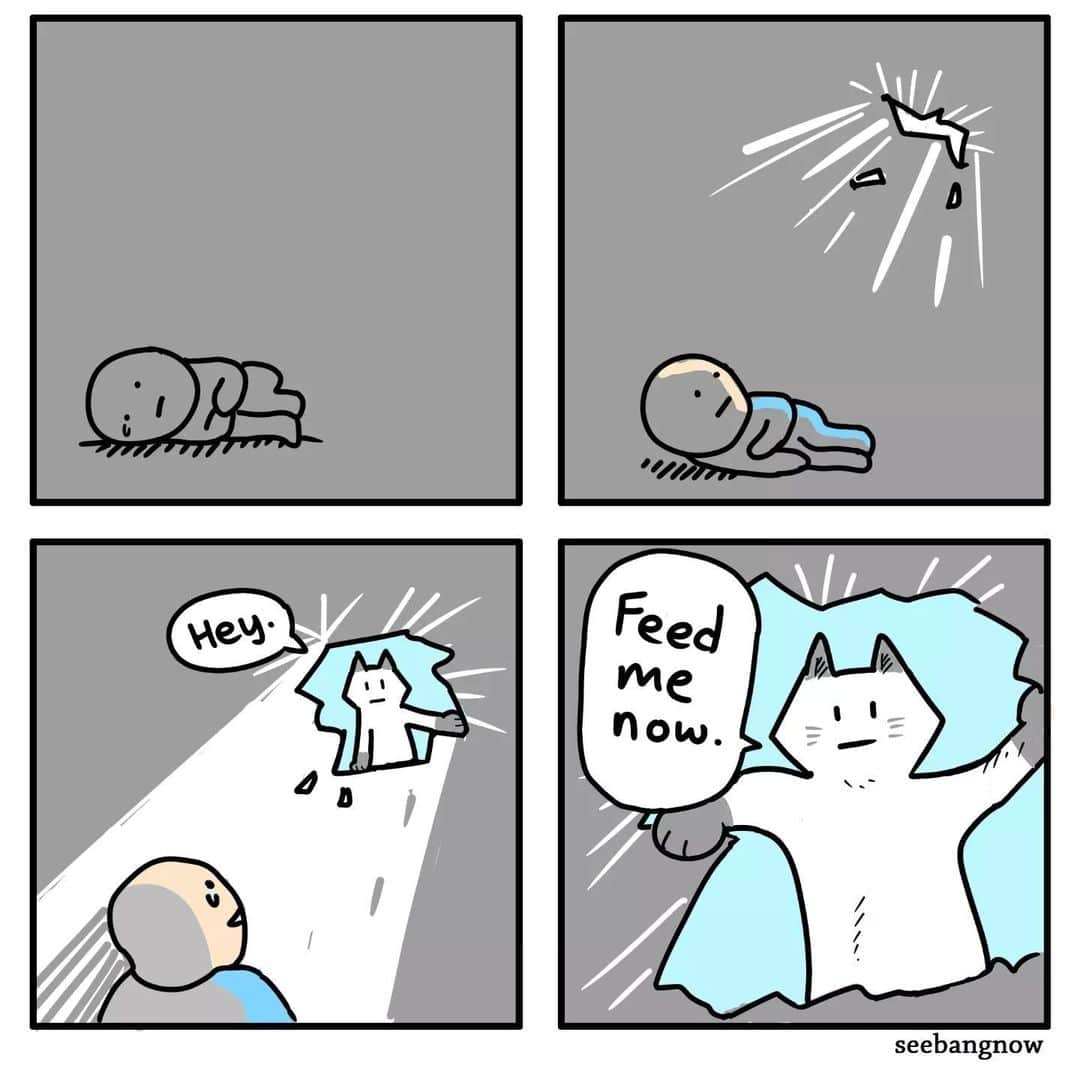 のインスタグラム：「Wake up! Can opener  @xibang   #meowed #cutecat #cat #comics #igcomics #webtoon」