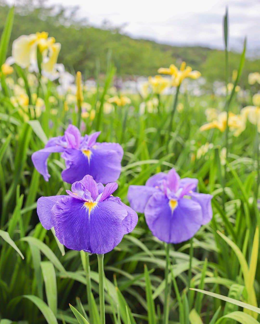 愛知県田原市さんのインスタグラム写真 - (愛知県田原市Instagram)「under the blue sky ☀️ * 青空の下で ☀️ *  #初夏 を彩る#菖蒲の花 が見頃だよ！ #青空 の下で#気持ちいい風 を感じながら初夏のお花見にレッツゴー！  #たはら暮らし * #渥美半島#田原市#田原#伊良湖岬#伊良湖#赤羽根#はなのき広場 #tahara#irago#akabane #サーフィン#surfing#田舎暮らし#日々の暮らし#休日の過ごし方#スローライフ#instagramjaran#igersjp#scenic_jp#菜の花浪漫街道」5月27日 12時06分 - tahara_kurashi