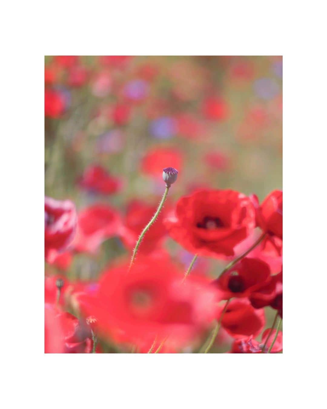 花楓のインスタグラム