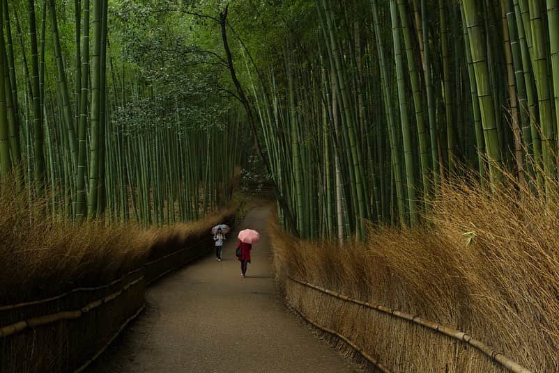 Michael Yamashitaのインスタグラム：「Getting lost visually in the Arashiyama bamboo forest. This perfectly manicured grove of green, has an eerie quality of light making the stalks seem translucent. #Arashiyama #saganobambooforest bambooforest #Kyoto #Japan」