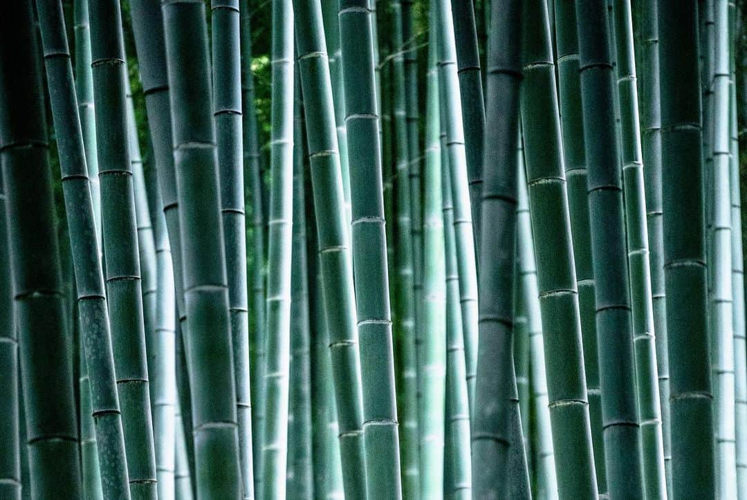 Michael Yamashitaさんのインスタグラム写真 - (Michael YamashitaInstagram)「Getting lost visually in the Arashiyama bamboo forest. This perfectly manicured grove of green, has an eerie quality of light making the stalks seem translucent. #Arashiyama #saganobambooforest bambooforest #Kyoto #Japan」5月27日 21時52分 - yamashitaphoto