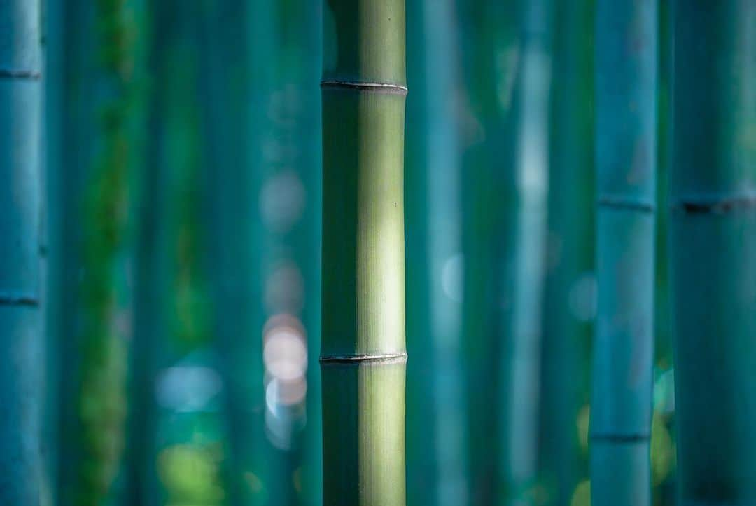 Michael Yamashitaさんのインスタグラム写真 - (Michael YamashitaInstagram)「Getting lost visually in the Arashiyama bamboo forest. This perfectly manicured grove of green, has an eerie quality of light making the stalks seem translucent. #Arashiyama #saganobambooforest bambooforest #Kyoto #Japan」5月27日 21時52分 - yamashitaphoto