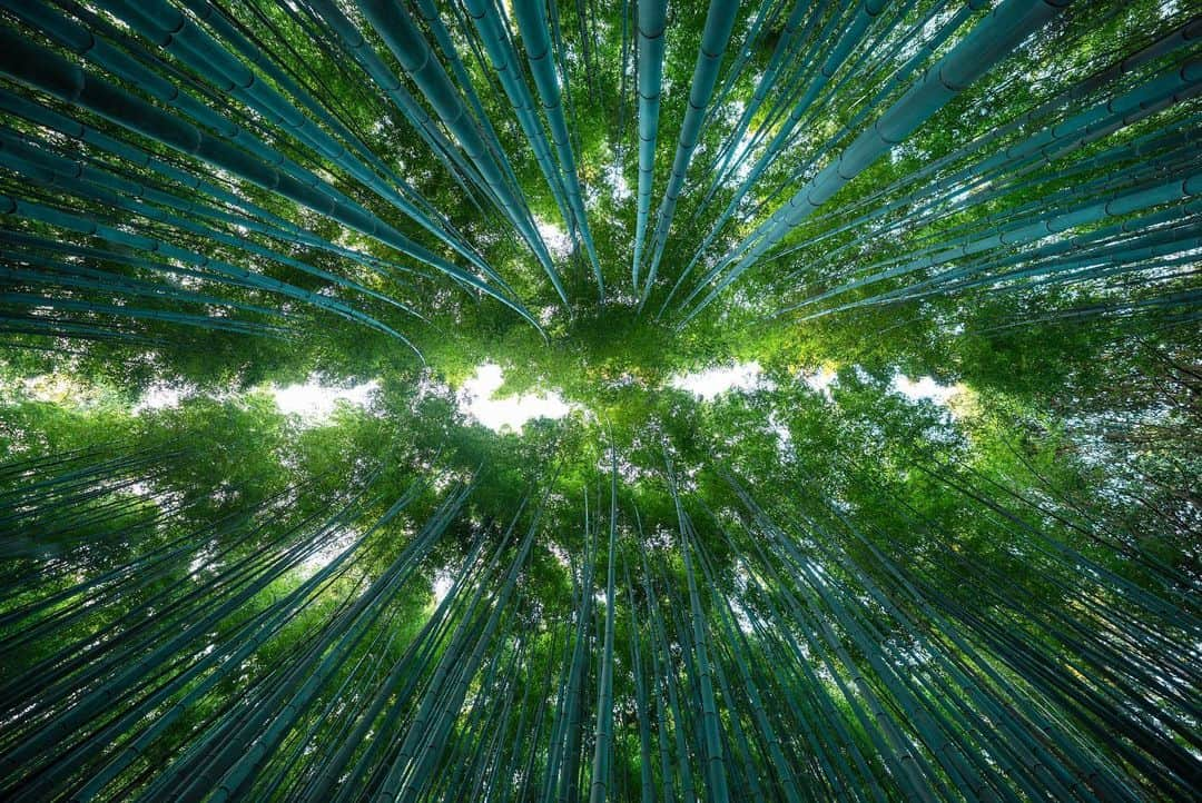 Michael Yamashitaさんのインスタグラム写真 - (Michael YamashitaInstagram)「Getting lost visually in the Arashiyama bamboo forest. This perfectly manicured grove of green, has an eerie quality of light making the stalks seem translucent. #Arashiyama #saganobambooforest bambooforest #Kyoto #Japan」5月27日 21時52分 - yamashitaphoto