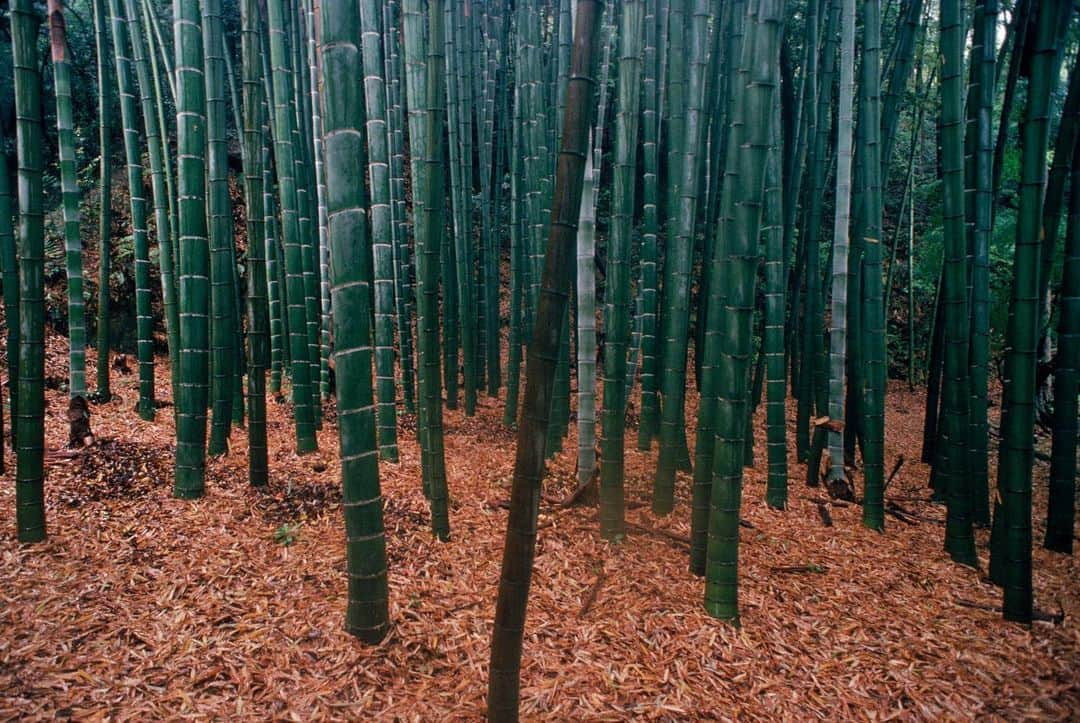 Michael Yamashitaさんのインスタグラム写真 - (Michael YamashitaInstagram)「Getting lost visually in the Arashiyama bamboo forest. This perfectly manicured grove of green, has an eerie quality of light making the stalks seem translucent. #Arashiyama #saganobambooforest bambooforest #Kyoto #Japan」5月27日 21時52分 - yamashitaphoto