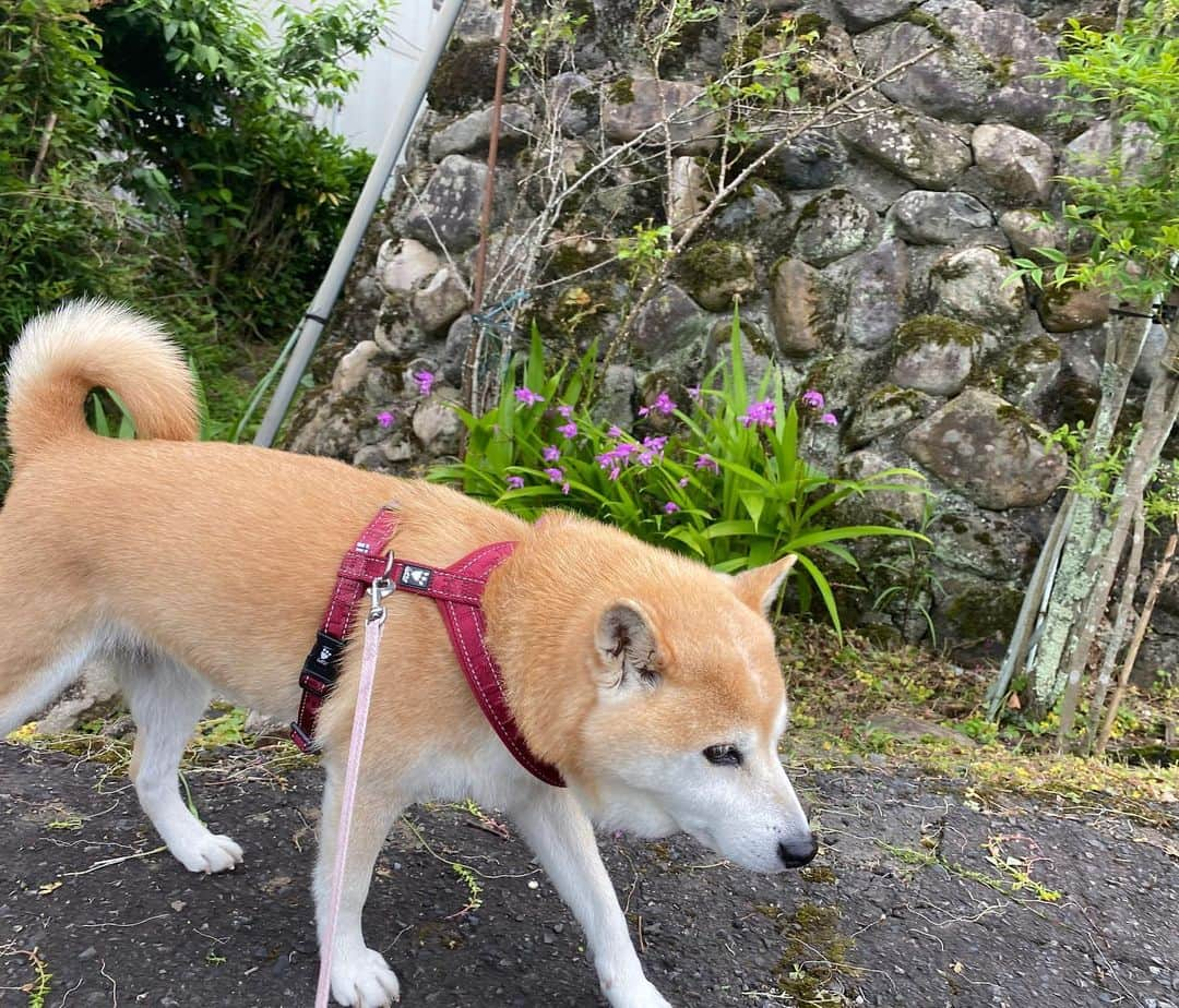 がんちゃんさんのインスタグラム写真 - (がんちゃんInstagram)「#ご近所さんの花畑で季節の花を楽しむシリーズ   紫蘭(しらん)  我が家の庭にもたくさん咲いてたのに全部枯れちゃったなぁ〜」5月27日 22時24分 - kota2ann