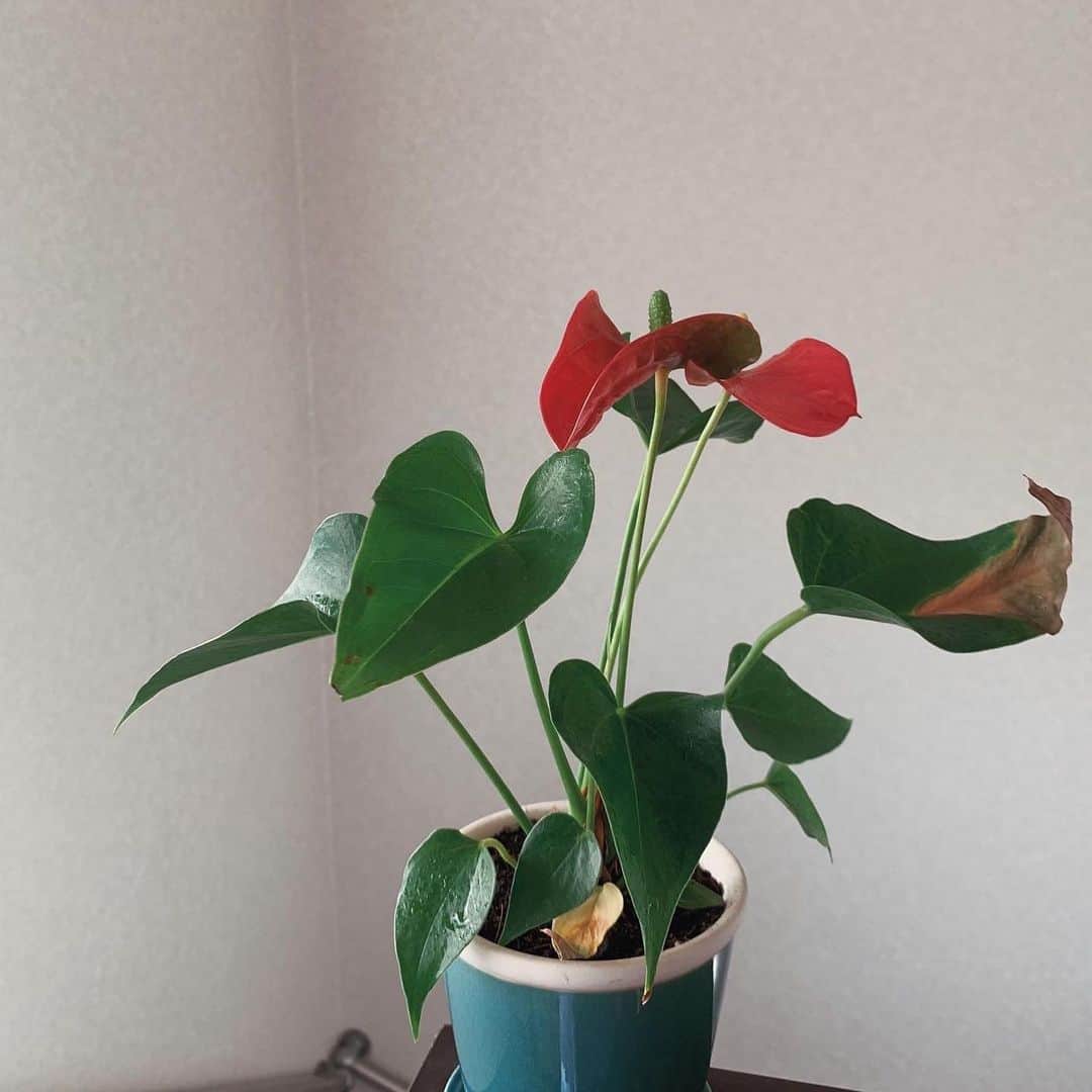 名倉七海さんのインスタグラム写真 - (名倉七海Instagram)「我が家の植物たち 今日は天気が良くて暑かったからヒマワリをお迎えしました🌼」5月27日 23時04分 - nanaminagura