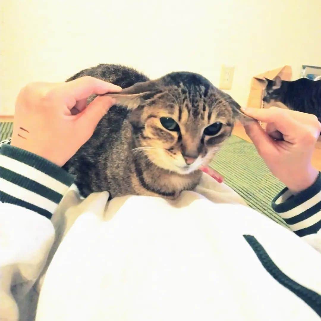 makicocomoのインスタグラム：「久々チホトコ。 垂れ耳似合う♡  みんな元気にしています(^^) 仕事にフル復帰して1年、やっとこの生活に慣れて来たところです。  明日は千歩にとって小学校最後の運動会。 楽しんで来ます！  #chihotoco」