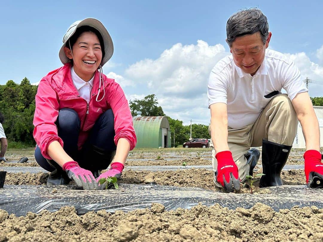 森下千里のインスタグラム：「今年3度目になる #東松島　#大塩　での #東北コットンプロジェクト　 綿花の定植をお手伝いしてきました。  #伊藤信太郎　先生にも お越しいただきました。  国内最大と言われる　#綿花畑 ボランティアの方が日本全国から来ており、 太陽の下、子供たちが走りまわったり、 笑い声がする穏やかな空気の中、 作業を進めていきます。  そんな中、友達の友達が東京から来ており、 「あれ！？森下さん！？」と声をかけてくれました。 布団メーカーで働く彼女は、クリエイターやメーカーさんたちと来てくれたようで、 これから先、採れたコットンをどう使うか、ということや、グリーンツーリズムとしてどうやって集客できるか、等についてお話しさせていただきました。 ご縁の不思議さと有り難さを今日も感じました。  そして、なんと言っても楽しみは、お昼！ おにぎり🍙は餅米入りなのでしょう、モッチモチ。プレートで焼いたお餅がよく伸びて美味しい😋  秋の収穫祭も賑やかですので、 今年の収穫が待ち遠しいです。」