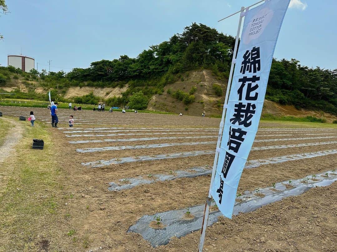 森下千里さんのインスタグラム写真 - (森下千里Instagram)「今年3度目になる #東松島　#大塩　での #東北コットンプロジェクト　 綿花の定植をお手伝いしてきました。  #伊藤信太郎　先生にも お越しいただきました。  国内最大と言われる　#綿花畑 ボランティアの方が日本全国から来ており、 太陽の下、子供たちが走りまわったり、 笑い声がする穏やかな空気の中、 作業を進めていきます。  そんな中、友達の友達が東京から来ており、 「あれ！？森下さん！？」と声をかけてくれました。 布団メーカーで働く彼女は、クリエイターやメーカーさんたちと来てくれたようで、 これから先、採れたコットンをどう使うか、ということや、グリーンツーリズムとしてどうやって集客できるか、等についてお話しさせていただきました。 ご縁の不思議さと有り難さを今日も感じました。  そして、なんと言っても楽しみは、お昼！ おにぎり🍙は餅米入りなのでしょう、モッチモチ。プレートで焼いたお餅がよく伸びて美味しい😋  秋の収穫祭も賑やかですので、 今年の収穫が待ち遠しいです。」5月27日 23時10分 - morishitachii
