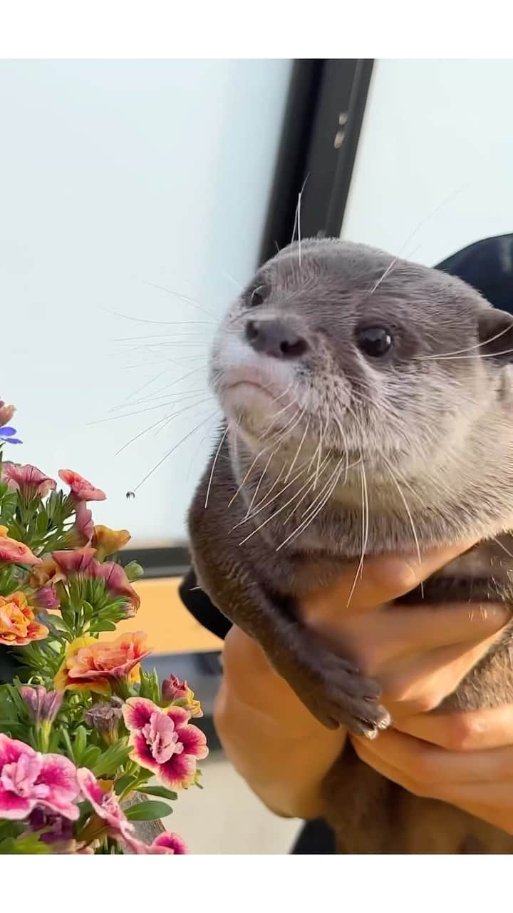 カワウソ コタロー&ハナのインスタグラム：「Look at the beautiful flowers we planted in the spring, now in full bloom🌼 コタローが一緒にほりほりしてくれた花が綺麗に咲きましたよ🌞 . .‬ ‪.‬ #カワウソ #コツメカワウソ #カワウソハナ #コタロー  #カワウソコタロー #otter #otters #baby #cute #小動物 #動物 #ペット #pet #かわいい #かわうそ #もふもふ #animal #수달  #귀여워 #水獺 #loutre #lontra #lutra #выдра #นาก #petstagram #otterlove #kotarotheotter #otterkotaro」