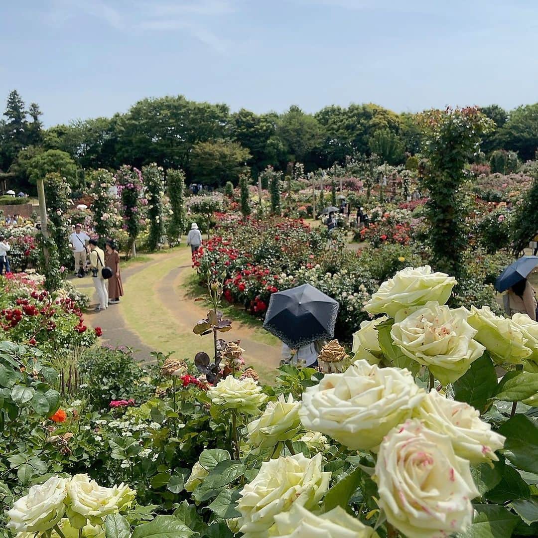 上田祥子さんのインスタグラム写真 - (上田祥子Instagram)「少し足を伸ばして、京成バラ園へ🌹。見渡す限り美しい薔薇が咲き誇る、素晴らしいローズガーデンです。1600品種、10000株のバラは今が見頃。ダマスクローズの香りにうっとりしたり、バラの色に心地よい刺激を受けたり。ホルモンも良い影響を頂きました。 #京成バラ園 #バラ #薔薇 #ローズガーデン」5月27日 14時54分 - uedasachikoinsta