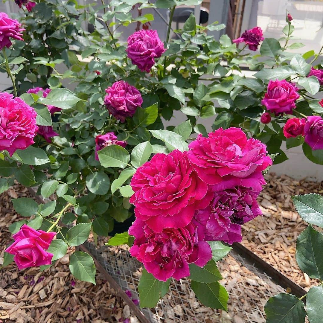 上田祥子さんのインスタグラム写真 - (上田祥子Instagram)「少し足を伸ばして、京成バラ園へ🌹。見渡す限り美しい薔薇が咲き誇る、素晴らしいローズガーデンです。1600品種、10000株のバラは今が見頃。ダマスクローズの香りにうっとりしたり、バラの色に心地よい刺激を受けたり。ホルモンも良い影響を頂きました。 #京成バラ園 #バラ #薔薇 #ローズガーデン」5月27日 14時54分 - uedasachikoinsta