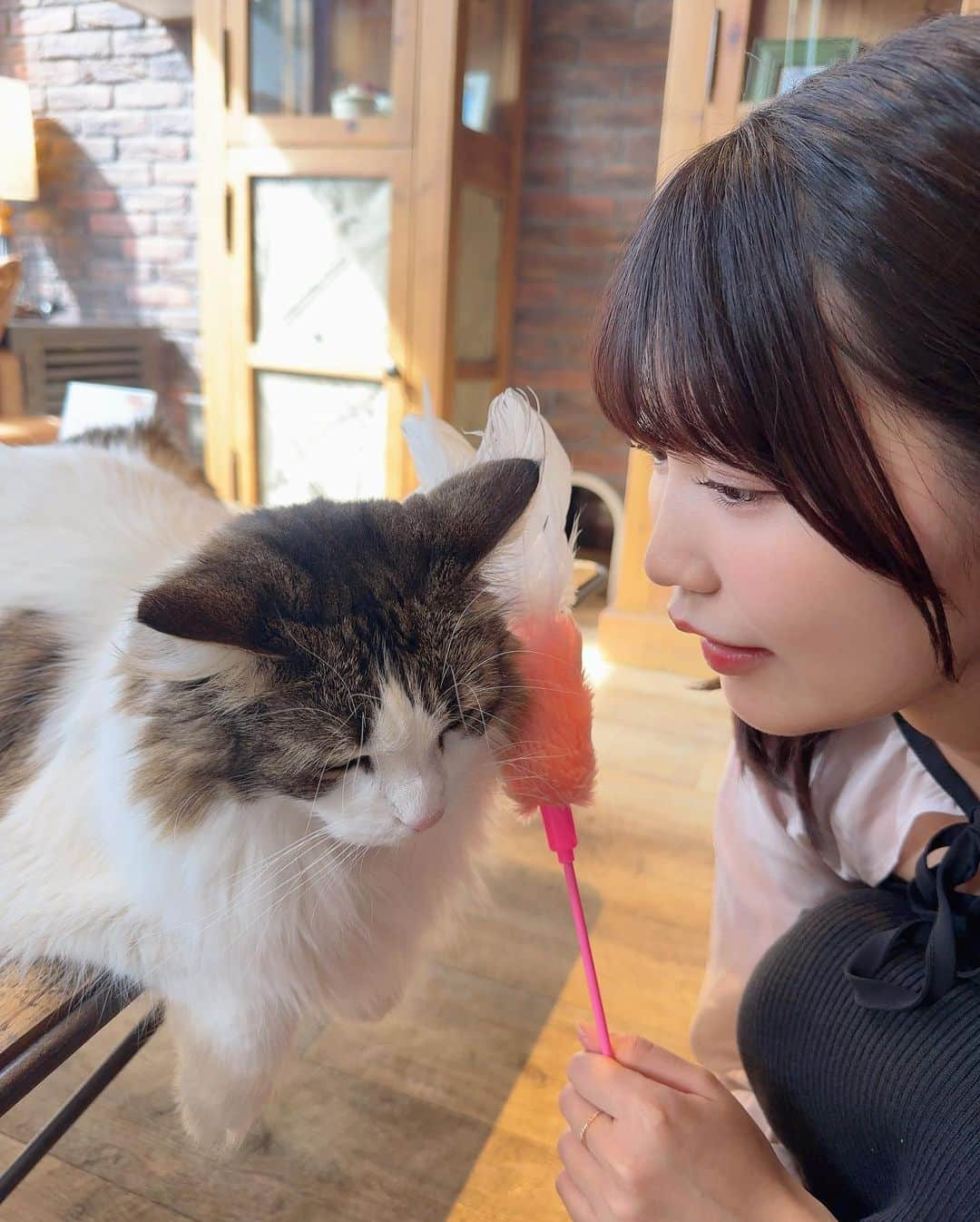 松下玲緒菜さんのインスタグラム写真 - (松下玲緒菜Instagram)「. 猫カフェ行ってきた🤍 いやしだね〜〜 . 渋谷センター街店 @mocha.shibuya  . . . #猫カフェmocha #猫カフェ #渋谷猫カフェ #渋谷カフェ #猫 #ねこ #ねこすたぐらむ #cat #cafe #pr」5月27日 15時19分 - matsushita_reona