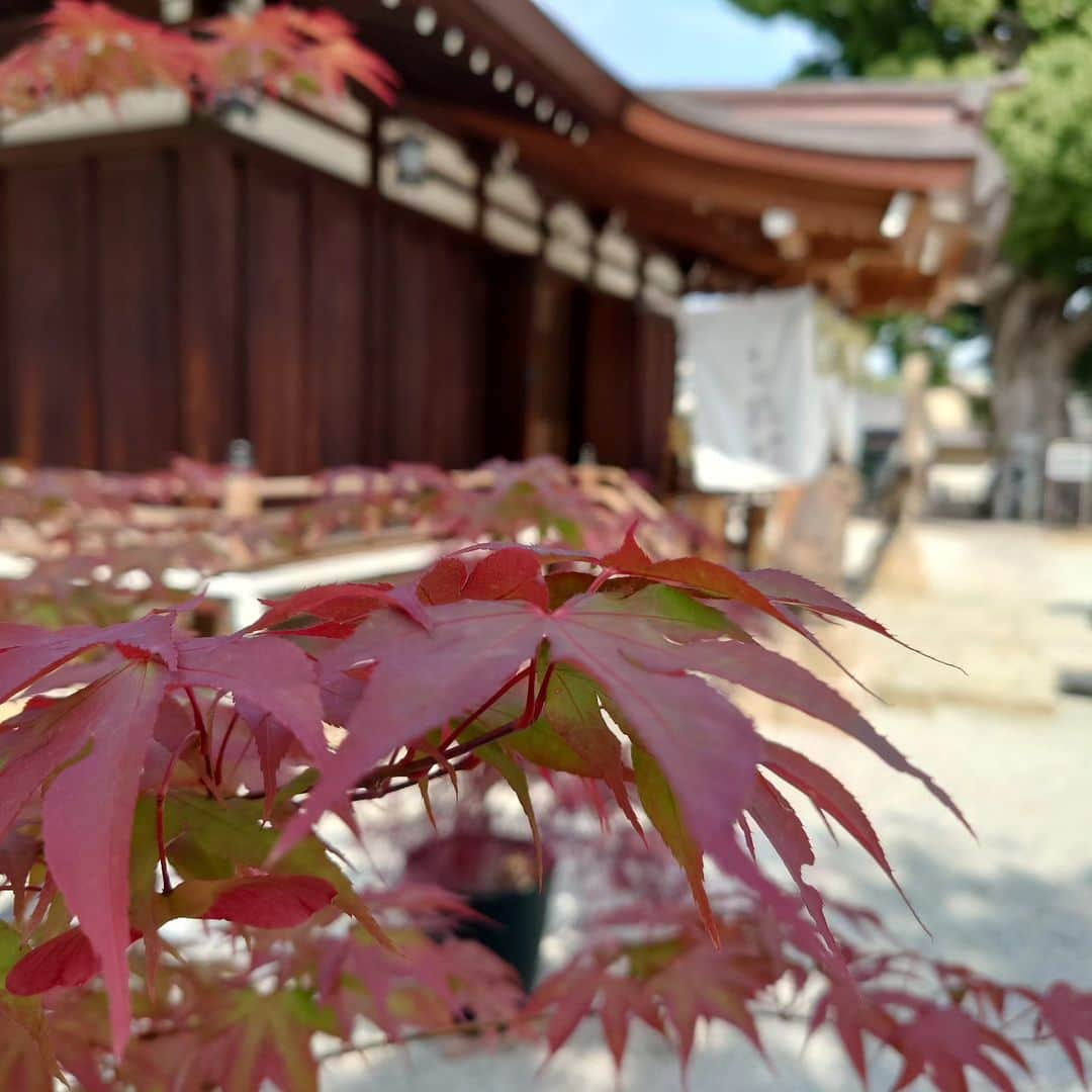 高井俊彦さんのインスタグラム写真 - (高井俊彦Instagram)「本日☀ #東大阪市文化創造館  #辻󠄀本茂雄座長  #吉本新喜劇  お越し下さった沢山の皆さんありがとうございました🙏 お客さんから逆にパワーいっぱい頂きました✌  ヒロさんとパシャリ📷✨ 和食弁当美味しかったぁ⤴️ そしてー。 #東大阪ラグカレーパン  もめちゃめちゃ美味しかったぁ😋  合間にー。 会館から１キロほどウォーキングで #天神社 へご参拝⛩️👏  たまたま行かせてもらったらこちらの御祭神が #大己貴命  #少彦名命 という先日 #神フェスin久留米  #神喜劇 のストーリーにバッチリ出てきた口造りの二柱の神様だったのでビックリ‼️ 絶対に導かれだと思う〜👍 なので御礼もさせて頂きました👌 本殿の写真の屋根の上の雲が龍の顔に見えへん？🐉w 生命力を感じる大きなクスノキの御神木🌲 名前の知らない可愛過ぎる花🌼 東大阪を満喫させてもらいました🏉🎶  明日は香川で新喜劇💨」5月27日 17時28分 - takai_toshihiko