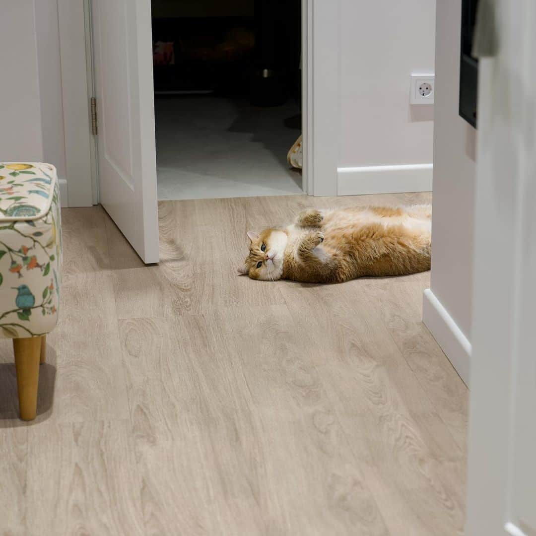 Hosicoさんのインスタグラム写真 - (HosicoInstagram)「I'm guarding the entrance to the kitchen today! Even a mouse won't get through! 🐭」5月27日 17時39分 - hosico_cat