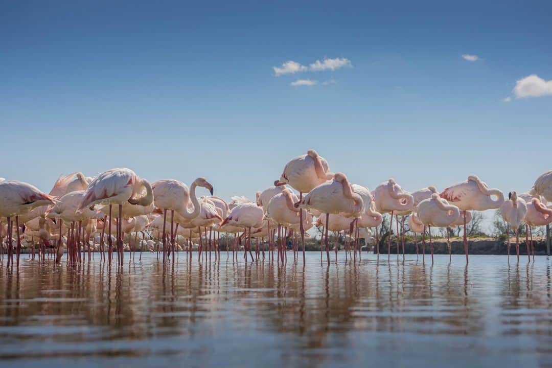Canon UKのインスタグラム：「When 500 flamingos decide to take a dip 💦🦩  @jjrheams.photography captured this great shot in the Camargue, Southern France.  Camera: EOS 90D Lens: EF-S 18-55mm f/3.5-5.6 IS II Shutter Speed: 1/1250, Aperture: F/8, ISO 250  #canonuk #mycanon #canon_photography #liveforthestory」