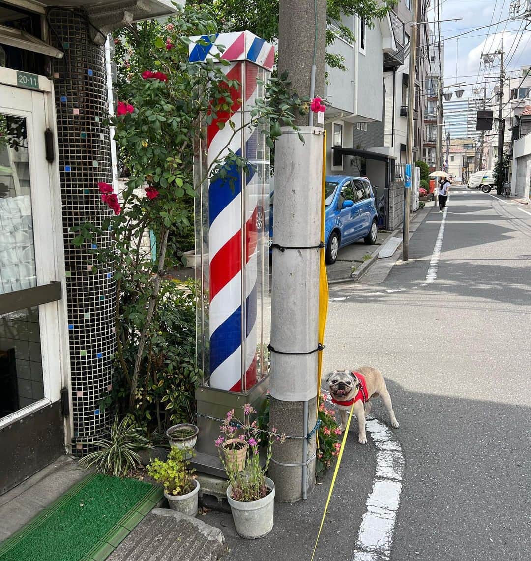 のインスタグラム：「今日のこぶしと私  バーバー💈  #pug #pugs #puglife #puglove #パグ #パグスタグラム #うちの犬がおじいちゃんになっちゃった」