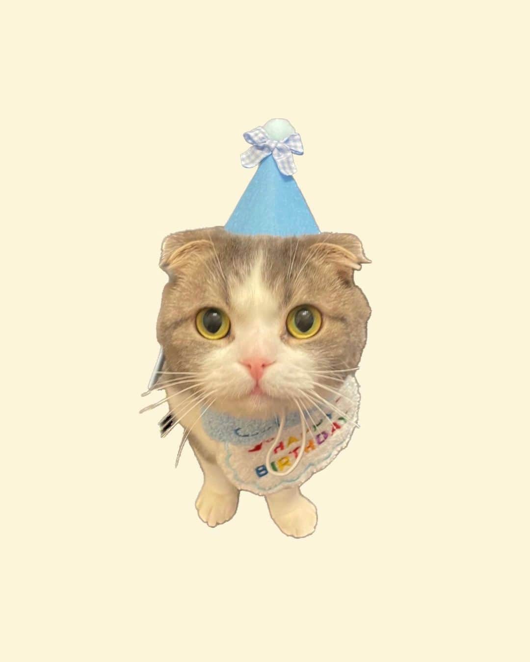 森みはるのインスタグラム：「にあ5歳になりました🎂💘 だいすきーーーーーー！ ちなみにれおんは先日11歳になりました🐶🫧 ふたりともずっと元気でいてね🌙」