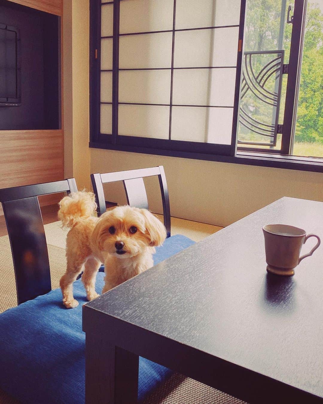 林田岬優さんのインスタグラム写真 - (林田岬優Instagram)「早起きすると、空が綺麗な季節に ♡🐶#dogfriendly」5月27日 18時28分 - miyu_hayashida