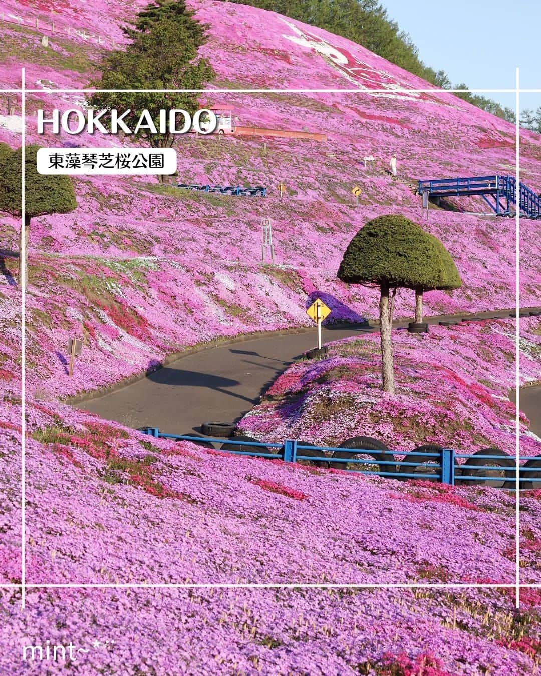 エイチ・アイ・エスのインスタグラム：「＼一面のピンクの絨毯🌸／  今日ご紹介するのは北海道の芝桜の名所✨ 丘を埋め尽くす一面の芝桜がまさに圧巻ですね👏  遊覧車で園内を回ってみたり、展望台から見渡してみたり、 色んなアングルから芝桜が楽しめるようになっています💡  今年の芝桜はもう少し楽しめるそうですよ💗  …………………………………………………………… 📍 #東藻琴芝桜公園  📸 @mintchoco4928 さん  さすが北海道はでっかいどう‼️ 山一面ピンク色の芝桜が美しい花絶景です。 花の香りに包まれて気分上々でした。 ……………………………………………………………  旅先探しのヒントは こちらをチェック▶︎▶︎▶︎ @his_japan  —————— 📷旅のお写真募集中✈️ ——————  皆さんの旅の思い出は、@his_japan OR #his_japan2023 を付けてシェアしてください🙌 過去PICもOKです❗️  集まったお写真は、HISのSNSやオウンドメディアでご紹介🙆‍♀️  #旅の思い出 #国内旅行  #北海道旅行 #北海道おすすめ #ひがしもこと芝桜公園 #ピンクのセカイ  #次の旅先リスト #旅行好きな人と繋がりたい #写真好きな人と繋がりたい #旅したくなるフォト #旅スタグラム #インスタトラベル #女子旅 #ひとり旅 #カップル旅  #instatravel #instapassport #photooftheday #instaphotography #worldtravelpics #worldtraveler #japantravelphoto #hokkaidotrip #higashimokotopark  #hokkaistagram」
