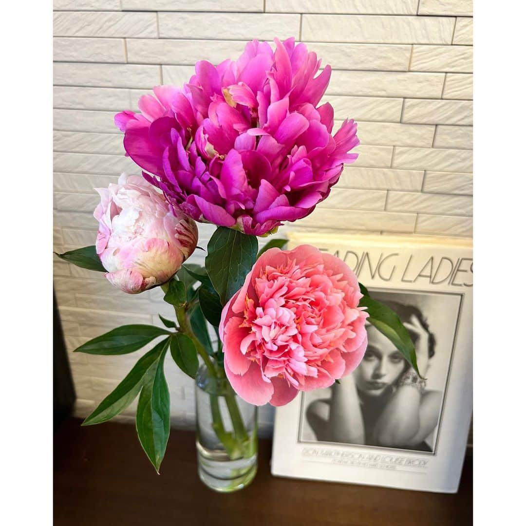 純名里沙さんのインスタグラム写真 - (純名里沙Instagram)「そして、大好きな芍薬の季節💓  昨日、蕾で3種ピンク系統を買ってきて「ゆっくり咲いてね」と、お願いしたのに、昼頃からすでに全開するような勢いで開き出しました〜  右手から🫱サラベル、真ん中が🫱吉水、 明日一気に咲きそうな一番左が🫲エッジドサーモン、というお名前らしい。  花の命は短くて、、✨  芍薬は美しく、潔く、見事に散るところも好き。  #芍薬 #しゃくやく  #芍薬の花 #芍薬好き #マラベル #吉水 #エッジドサーモン #出来るだけ #ゆっくり咲いておくれ」5月27日 18時44分 - risajunna3158
