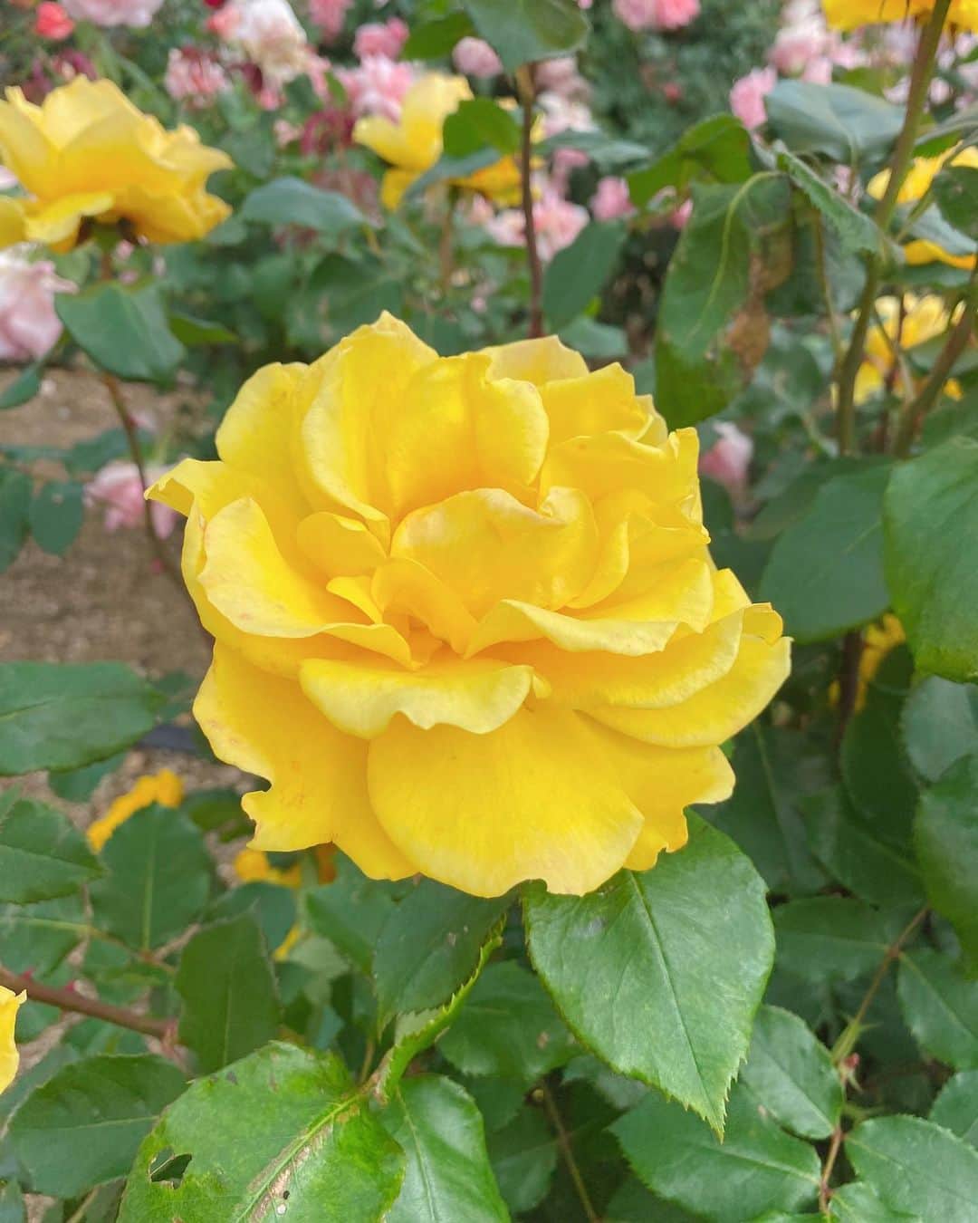 滝香織さんのインスタグラム写真 - (滝香織Instagram)「. . 先日、しまなみ海道の大島にある#よしうみバラ公園 に行ってきました✨ こんなにいっぱい種類があるの！？っていうぐらい、色んな色・形のバラが咲き誇っていましたよ😆  なんと園内には、世界各地のバラ、400種3500株も植えられているそうです。 バラの開花時期は、5月中旬〜12月末までで、最盛期は5月中旬頃〜6月上旬までと、10月上旬〜11月上旬なんだそう。  ちょーどいい時に見に行けたー😆😆😆 まだきれいに咲いていると思うので、ぜひお出かけしてみてはいかがでしょうか☺️  #薔薇 #バラ  最後の一枚は同じく大島にある亀老山展望公園からの1枚✨ ここもセットで立ち寄って欲しいおすすめポイントです。  #愛媛旅行」5月27日 18時46分 - kaorin_taki