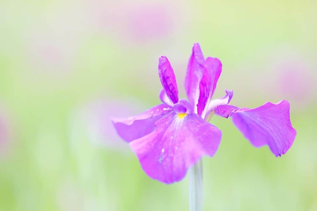 kiccyomuのインスタグラム：「☀️ 2023.05.27 Sat ご近所の 花菖蒲園 まだ一面に咲き揃ってはいないけど #花菖蒲 が  ちらほら 咲き始めてましたよ📸  天気も穏やかな週末 のんびり☕️  location #千葉 ❣️ 📷撮影 2023年5月25日」