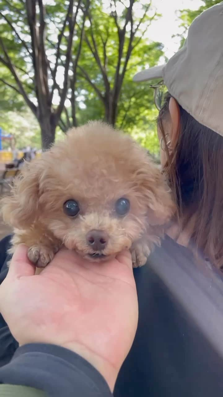 ふわのインスタグラム：「ふわ散歩ちう。 抱っこされてもお顔〜  #toypoodle#toypoodlesofinstagram#dogsofinstagram#instadog#doglover#doglife#cutedog#dog#fuwamama#ふわもこのふわ#ふわ#トイプードル#ふわもこ部#犬バカ部#親バカ部#犬のいる暮らし#いぬすたぐらむ#ふわ散歩#お顔」