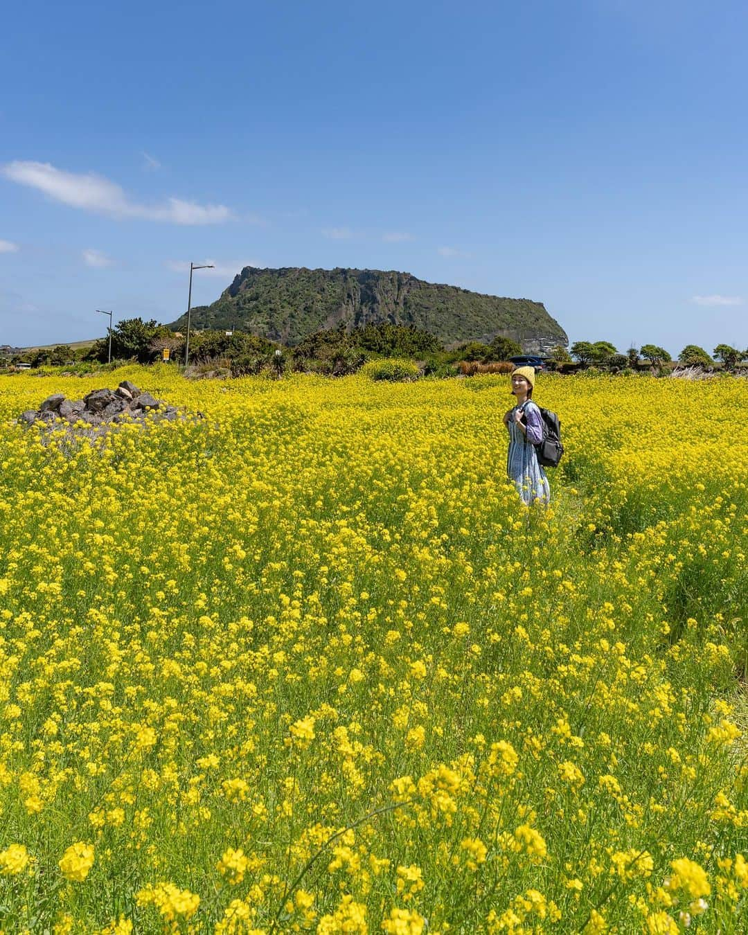 詩歩のインスタグラム：「📷 3rd April 2023 📍城山日出峰の菜の花 / 韓国 チェジュ島 📍Seongsan Ilchulbong / Jeju island Korea  日本からたった2時間で到着する韓国 #チェジュ島 🇰🇷  広さはだいたい沖縄本島と同じくらいかな〜という印象だったので、けっこう広くて見どころもたくさん！行程を知りたいというコメントをいただいたのでまとめました🌼  今回は菜の花メインだったから、菜の花畑が多いソンサンを拠点にしたよ〜。各スポットの写真はすでに投稿済みなので、タイムラインから見てね〜  [ DAY1 ]  タクシー3時間チャーター ＋ カカオTAXI 13:00　関空　→　15:05　チェジュ国際空港 →ソウボンの菜の花畑に立ち寄り📷→ホテル フェニックス ソプジコジ（不便だったのでオススメしません）→ #고기다 で黒豚サムギョプサル夕食→近くのスタバで限定カフェ  [ DAY2 ]  カカオTAXI @seogwipean_bakery でモーニング→城山日出峰の菜の花畑📷→#가시아방 でコギククスランチ→ 城山日出峰の山頂へ軽登山（まさかの月イチ閉山日😱）→ソプチコジ半島散策＆夕日📷→ #어조횟집でアワビ海鮮夕食→同じホテル泊  [ DAY3 ]  タクシー8時間チャーター ホテルチェックアウト→みかんカフェ @cafe_gyulkkot_darak 📷→ 海に落ちる滝 #正房滝 → 西帰浦にある変なスタバｗ→ o'sulloc tea museum📷とinisfree JEJU HOUSEランチ→ #梨湖テウ馬灯台 → #レインボー海岸道路 📷→ 新済州のホテル @maisonglad → 炭火タッカルビ夕食   [ DAY4 ]  大雨だったのでホテルでまったり→マクドナルドで韓国限定メニュー → 16:15　チェジュ空港→17:55　関空  チェジュ島でいちばん困ったのは、英語がぜんぜん通じないこと。（むしろ日本語のほうが通じた） 大型ホテルの人でさえ喋れない人が多かったので、日本語ガイド兼タクシーをチャーターするのがおすすめ。8時間1台2万円ちょっとくらいなので、日本よりかなり安い！チャーターが不要な日は、アプリ完結できるカカオTAXIが便利でした🙆  韓国・チェジュ島の写真はこのタグでまとめていきます / Photos of this area can be found in this tag.→ #shiho_jeju #shiho_korea   I omitted the English captions this time because I went over the character count! Sorry!😂  ©︎Shiho/詩歩」