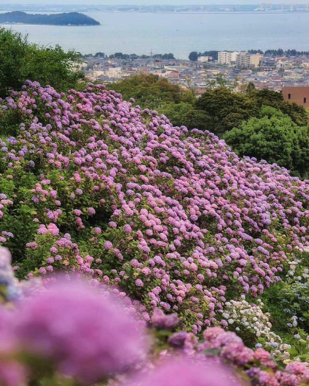 花の写真館のインスタグラム：「Photo by @__cerisier__89. https://instagram.com/__cerisier__89/ . Original Post[投稿いただいたURL] https://www.instagram.com/p/CQPOHxfpKYU/ . 本アカウントは、 #私の花の写真 をつけてInstagramに投稿された皆さまの花の写真や、「花の写真館」Facebookページで投稿された花の写真を紹介します。 「花の写真館」Facebookページは、「 @floral.photograph 」のプロフィールにあるURLからご覧ください。 . ※各種法令、マナー、関係者の指示に従った撮影をお願いします。 *Please ensure that your photography adheres to all relevant laws, etiquette, and instructions issued by authorized persons. ※本アカウントは東京カメラ部がFacebook、Instagramのサービスを利用して運営しているもので、Meta社・Instagramとは一切関係ありません。 . #花の写真館 #floralphotograph #floralphoto #flower #flowers Follow: @floral.photograph」