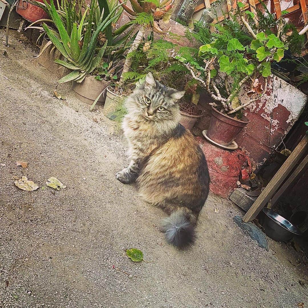 石毛翔弥のインスタグラム：「Buenas noches.  チリのお猫さん メキシコのお犬さん  #観光 #観光スポット #旅行 #旅 #チリ #名前が思い出せない #メキシコ #タコス屋 #人懐こい #癒される」