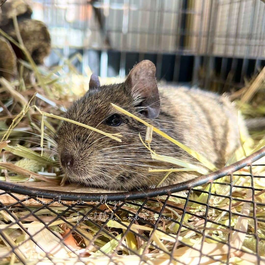 hokkaidoecoのインスタグラム：「日向ぼっこしながらまったり中  #北海道エコ  #動物  #専門学校 #動物好きな人と繋がりたい #デグー #げっ歯類  #まったり中 #乾草顔にかかってますよー #気持ちよさそう #リラックス #かわいい」