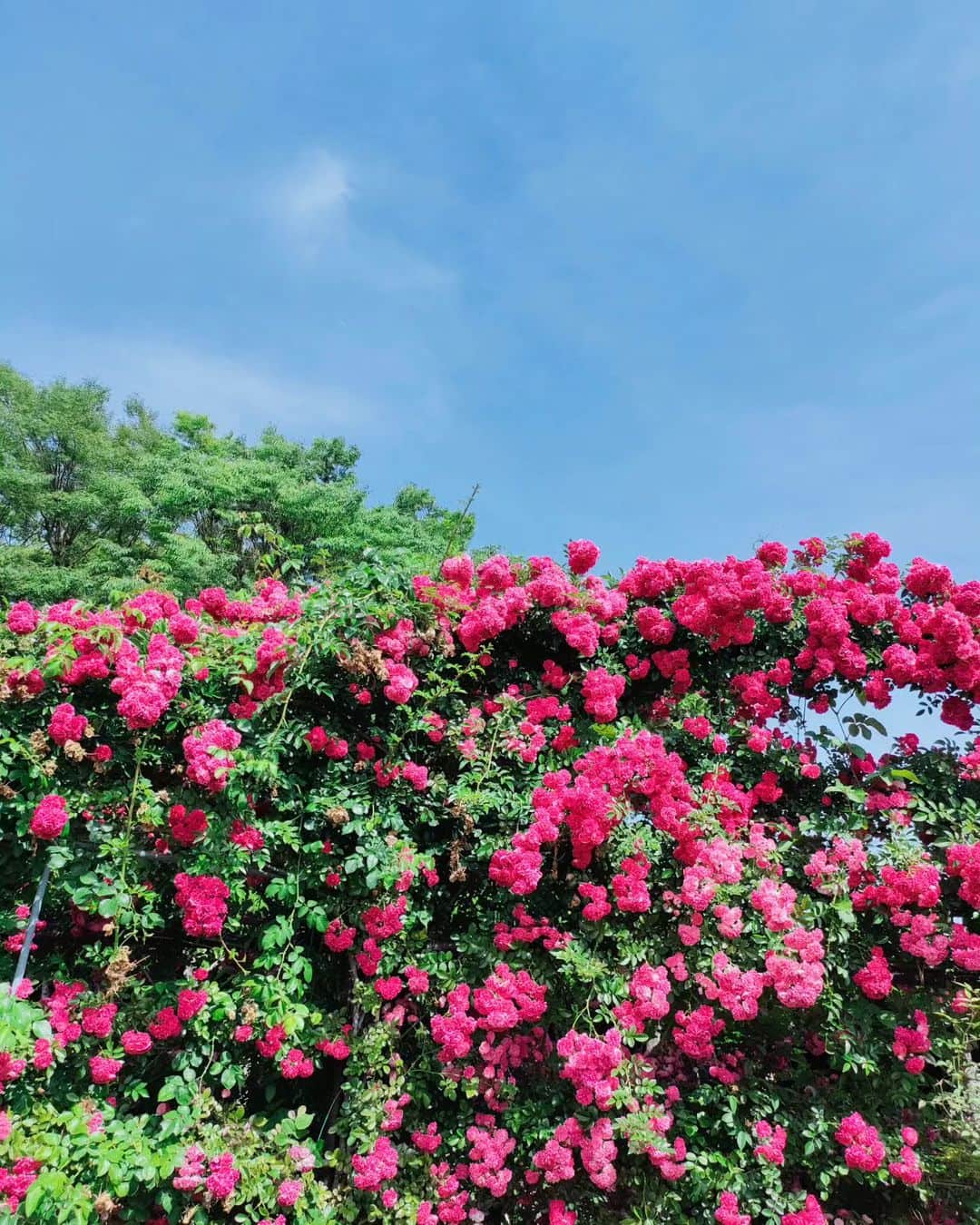 工藤里紗さんのインスタグラム写真 - (工藤里紗Instagram)「去年行って 気に入った場所🌹 自然すき🩷  #大船フラワーセンター #薔薇 #花すき」5月27日 19時55分 - risa910104