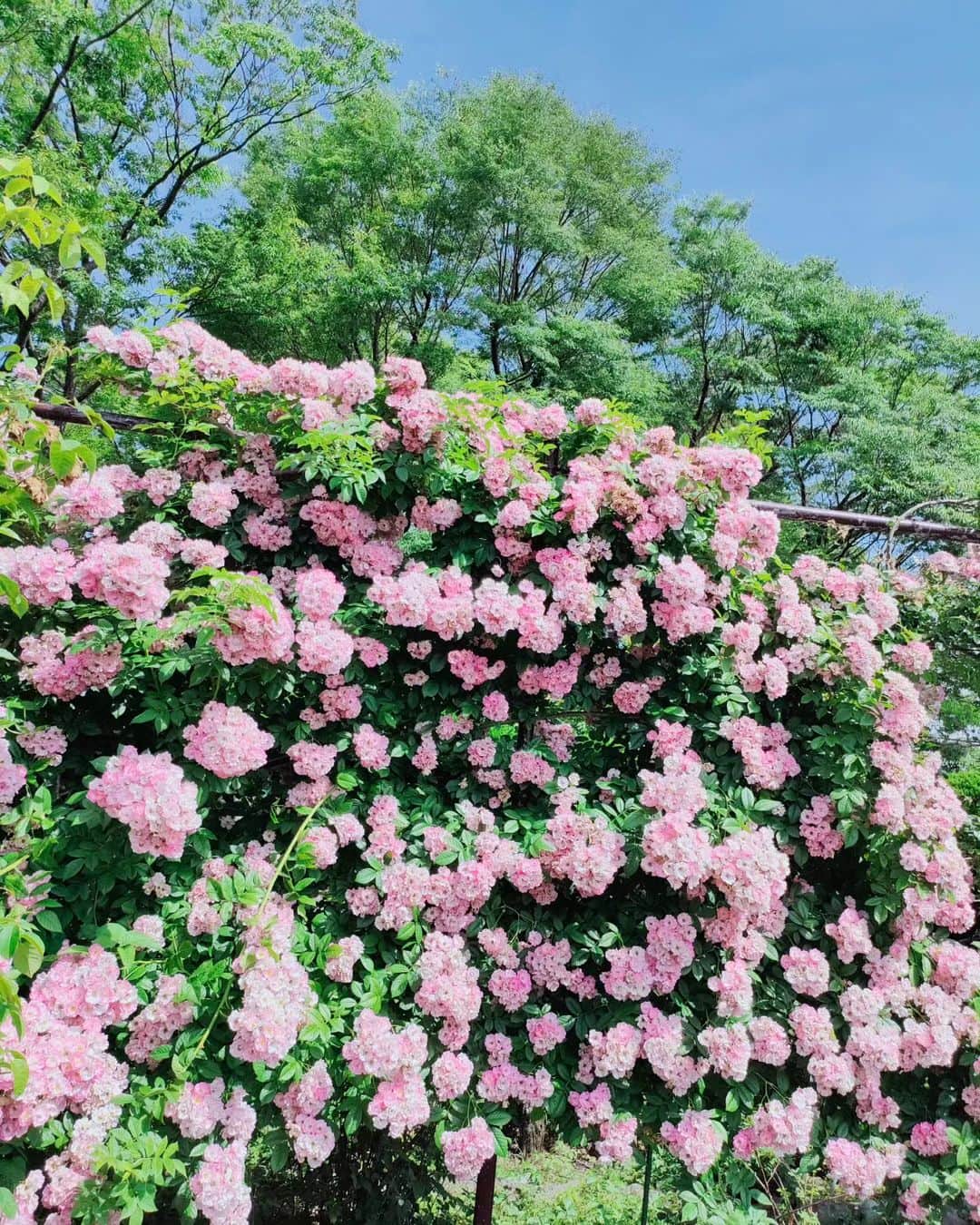 工藤里紗さんのインスタグラム写真 - (工藤里紗Instagram)「去年行って 気に入った場所🌹 自然すき🩷  #大船フラワーセンター #薔薇 #花すき」5月27日 19時55分 - risa910104