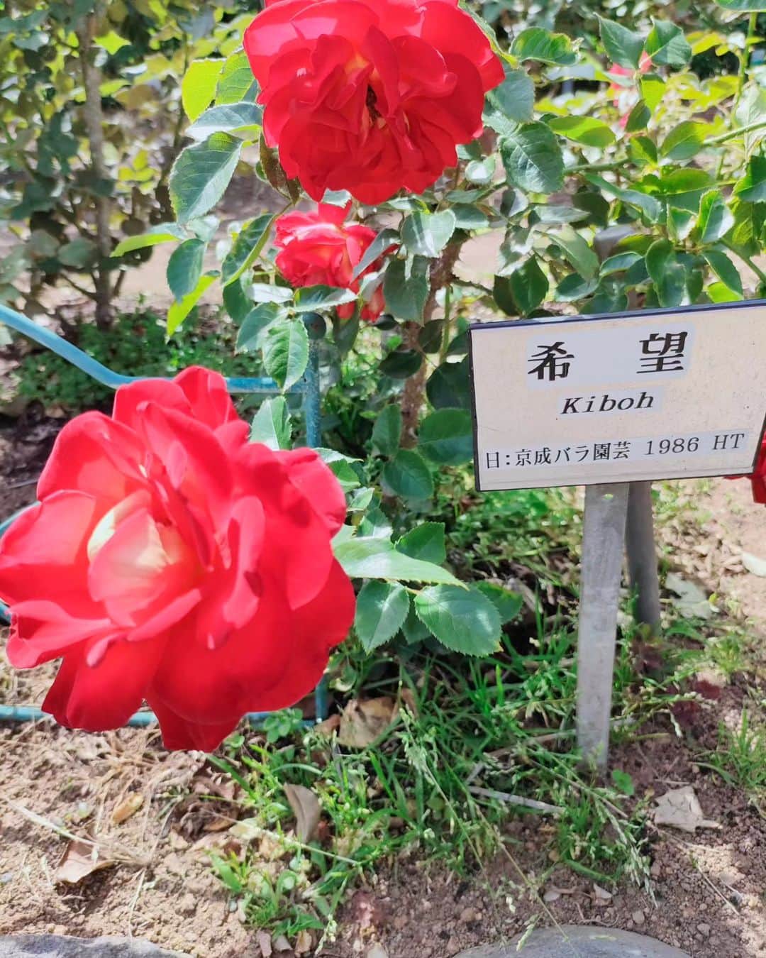 工藤里紗さんのインスタグラム写真 - (工藤里紗Instagram)「去年行って 気に入った場所🌹 自然すき🩷  #大船フラワーセンター #薔薇 #花すき」5月27日 19時55分 - risa910104