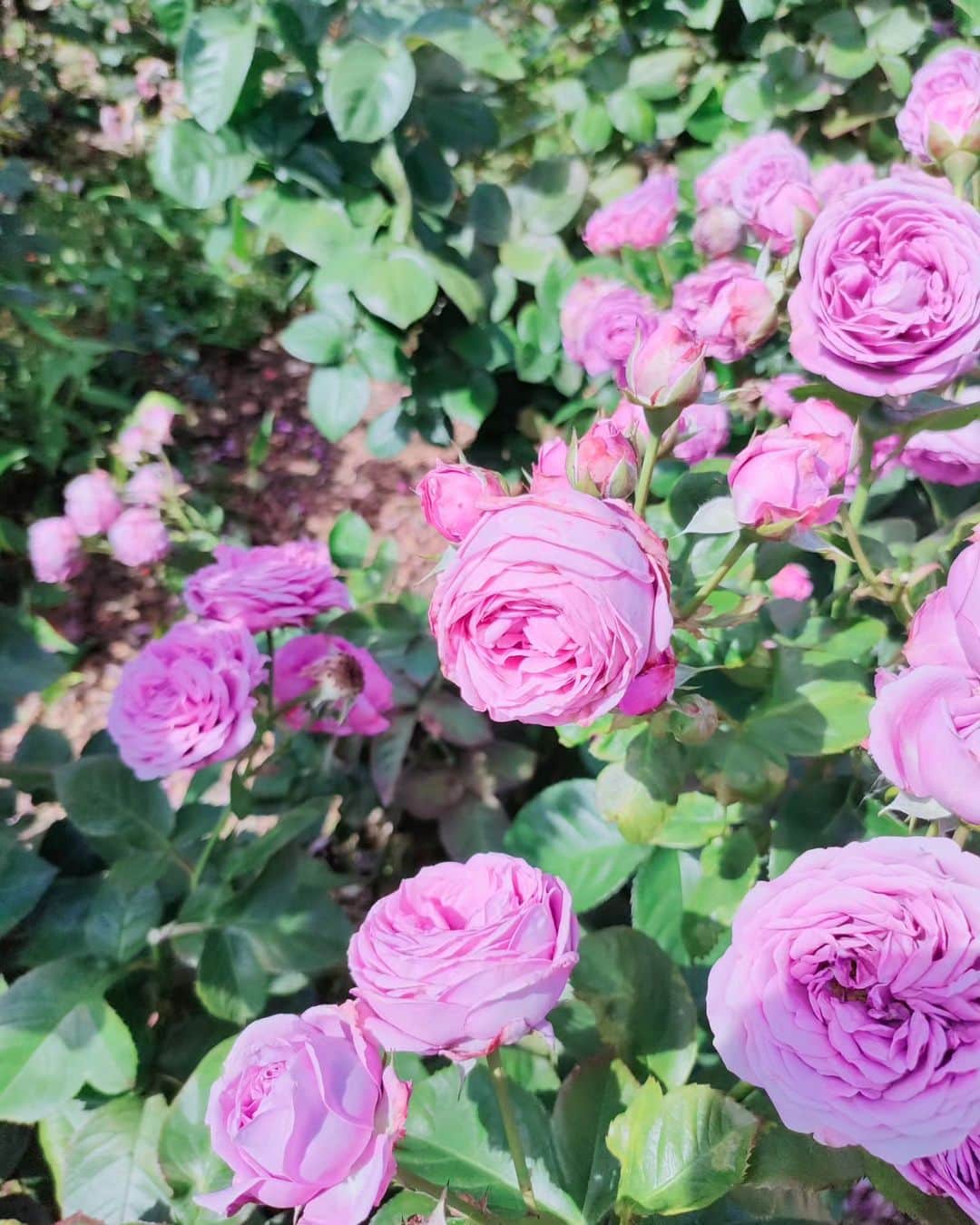 工藤里紗さんのインスタグラム写真 - (工藤里紗Instagram)「去年行って 気に入った場所🌹 自然すき🩷  #大船フラワーセンター #薔薇 #花すき」5月27日 19時55分 - risa910104