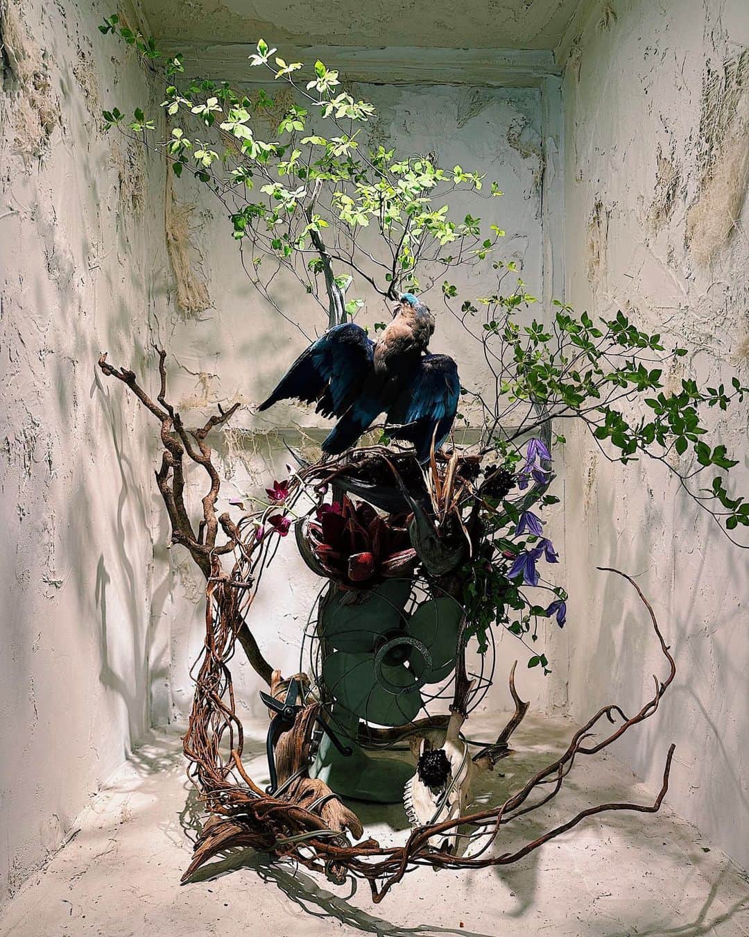 藤井夏恋のインスタグラム：「『美しき魂の宿』 というタイトルを付けた私の初の生花作品。🪻🦜🪷 華道家の @ryota0724 さんのアトリエにて体験させて頂きました。少し前に、Ryotaさんの花いけライブを観てから（落語と一体化した今まで見たことない迫力のステージ）私もやってみたいと思っていたので、前日からワクワクしてました。生花はきっと色んなルールがあるから自分には恐れ多いしわからない！という自信の無さから、生花の世界を知らないからこそ私だけの世界を作るぞという気持ちに切り替えられて、結果このようなものが完成。 向き合っている時間がとんでもなく楽しくて、切り上げるのが難しかったくらい。 Ryota先生ありがとうございました！  p.s 初ということで左下の方に、私が使用したハサミも一緒に飾りました☺︎」