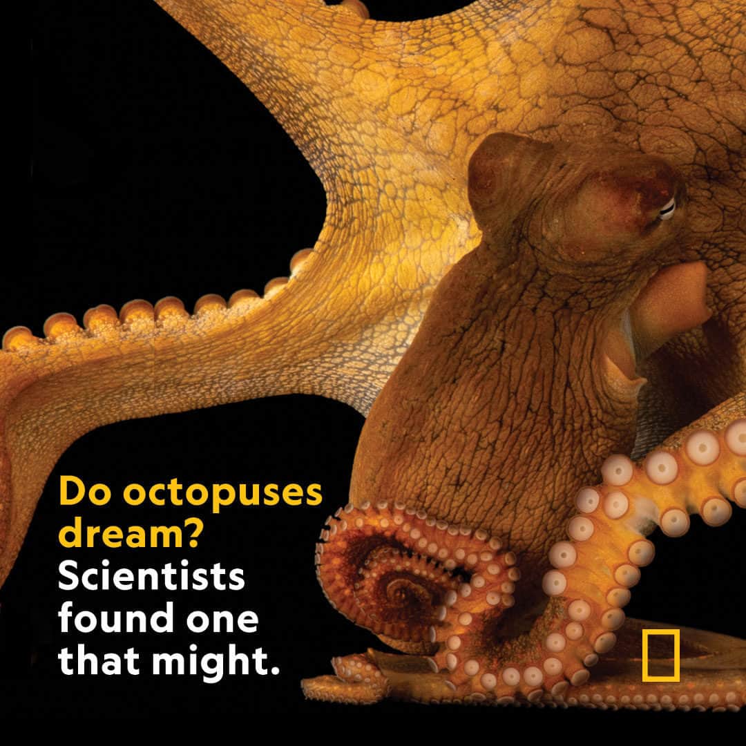 ABC Newsのインスタグラム：「Scientists studying a male Octopus at the Laboratory of Integrative Neuroscience at Rockefeller University report some “abnormal behavioral episodes” seen as it slept: They recorded it 24 hours a day over a month, and noted four episodes in which the octopus abruptly woke up, and performed either antipredatory or predatory behaviors, begging the question: do octopuses dream? Via @natgeo. Tap link in bio for more. #news #octopus #science #animals  📸: Joel Sartore, Nat Geo Image Collection」