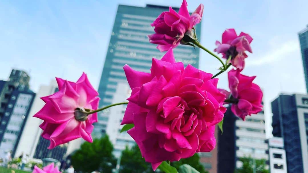 宮田麺児のインスタグラム：「薔薇満開」