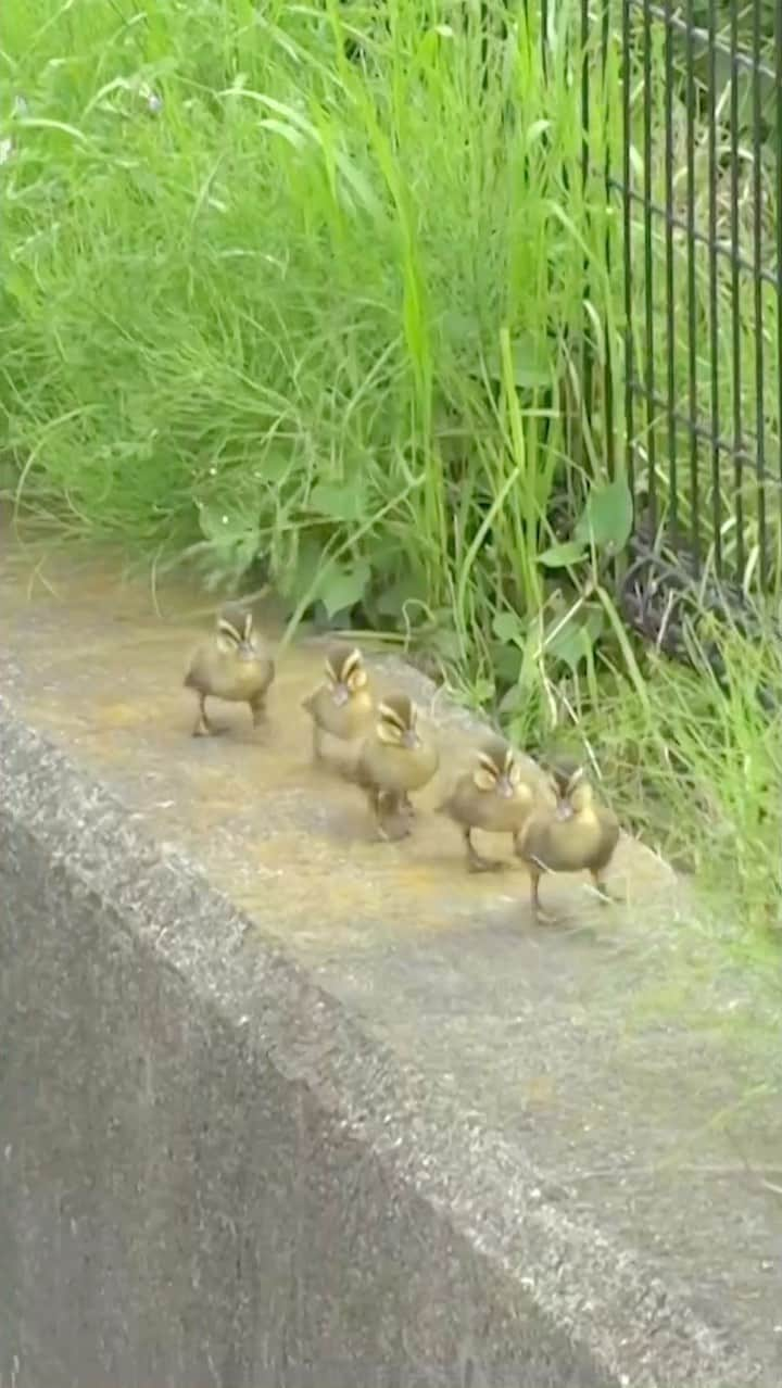 天才！志村どうぶつ園のインスタグラム：「今年最初のカルガモ親子のお引っ越し、いかがでしたでしょうか🦆❔  猪突猛進なお母さん、 ヒナ10羽を連れてのお引っ越し、 本当にお疲れさま🥹👏🏻💕  計り知れないカルガモ愛と、チームワークで導いてくれた「カルガモアベンジャーズ」の皆さん、 今年もありがとうございました！！！  密着で日焼けしたスタッフたちは、 初夏を感じておりました🌞✨  #嗚呼みんなの動物園 #カルガモ親子 #ヒナ #初夏の風物詩 #カルガモ #東京都町田市」